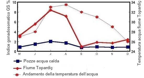 Andamento crescita pesci Garra rufa